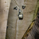 The old man in the tree