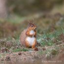 Red Squirrel 16
