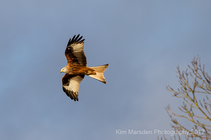 Red Kite over the Yorkshire Wolds
