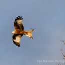 Red Kite over the Yorkshire Wolds