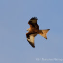Red Kite coming back to roost