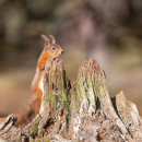 Red Squirrel 17