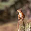 Red Squirrel 1
