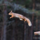 Red Squirrel 2