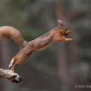 Red Squirrel 3