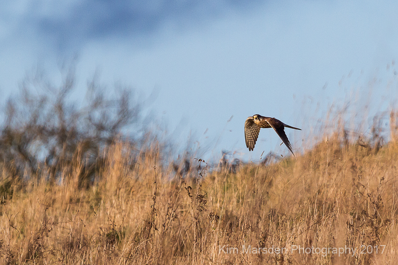 Kestrel on the hunt in the late evening light