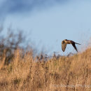 Kestrel on the hunt in the late evening light
