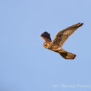 Hovering Kestrel near Nunburnholme