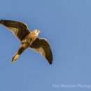 Kestrel in flight