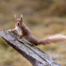 Red Squirrel 18