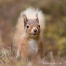Red Squirrel 19