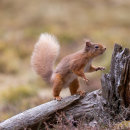 Red Squirrel 4