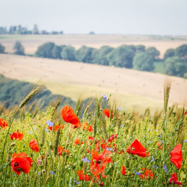 Small Group Floral & Landscape Workshop - Full Day - Burnby Hall & Yorkshire Wolds