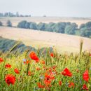 Small Group Floral & Landscape Workshop - Full Day - Burnby Hall & Yorkshire Wolds