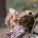 Red Squirrel 15