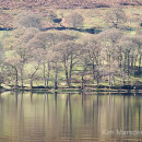 Tree reflections, Howtown, Ullswater