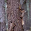 Red Squirrel 5