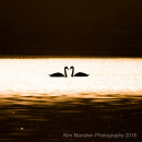 Swans in love - early morning sunrise