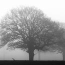 Misty trees across the River Ouse