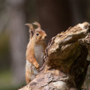 Red Squirrel 9