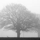Misty trees across the River Ouse
