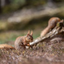 Red Squirrel 6
