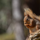 Red Squirrel 7