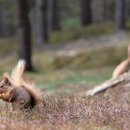 Red Squirrel Pano