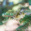 Goldcrest - take off