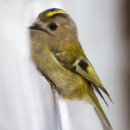 Gold crest on window