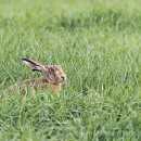 Hare hunkering down on Yorkshire Wolds