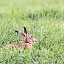 Hare in waiting