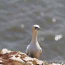 Gannet on the look out