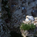Gannet sleeping in the sunshine