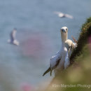Gannets nesting