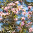 Catkins & Rhodedendrums