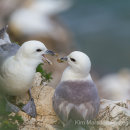 Nesting Fulmars