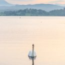 Swan in sunset light on Windermere