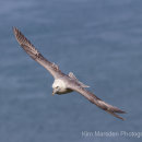 Fulmar in flight