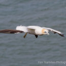 Gannet with attitude