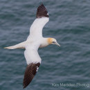 Gannet in flight