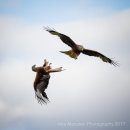 Red Kites over the Yorkshire Wolds