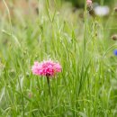 Wildflower garden