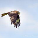 Red Kite going home to roost