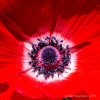 Kim Marsden Floral & Garden Photography