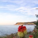 Exotic Robin Hoods Bay