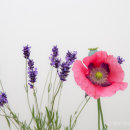 Lavender & poppy
