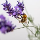 Lavender bee