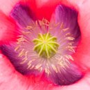 Poppy detail