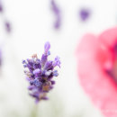 Poppy & Lavender detail